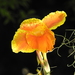 Canna × hybrida - Photo (c) JeffreyGammon,  זכויות יוצרים חלקיות (CC BY-NC), הועלה על ידי JeffreyGammon