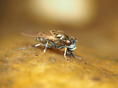 Parydra quadrituberculata