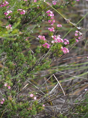 Verticordia plumosa