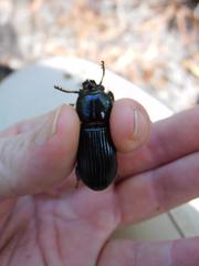 Odontotaenius disjunctus