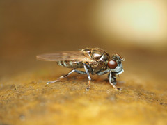 Parydra quadrituberculata