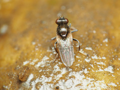 Parydra quadrituberculata