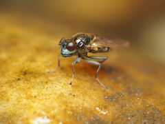 Parydra quadrituberculata