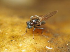 Parydra quadrituberculata