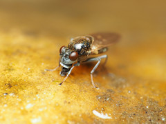 Parydra quadrituberculata