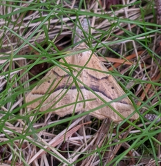 Tetracis jubararia