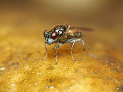 Parydra quadrituberculata