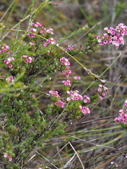 Verticordia plumosa
