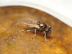 Parydra quadrituberculata