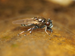 Parydra quadrituberculata