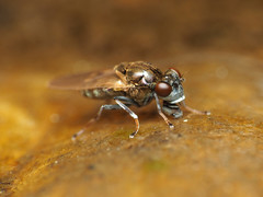 Parydra quadrituberculata