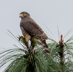 Rupornis magnirostris