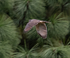 Rupornis magnirostris