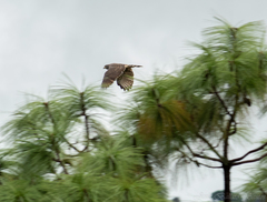 Rupornis magnirostris