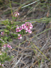 Verticordia plumosa