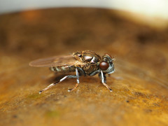 Parydra quadrituberculata