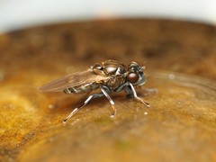 Parydra quadrituberculata