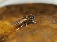 Parydra quadrituberculata