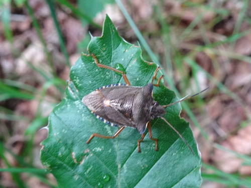 Photo of Forest Bug (Pentatoma rufipes)