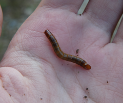 Meracantha contracta