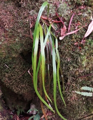 Haplopteris flexuosa