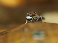 Parydra quadrituberculata