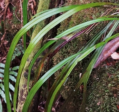 Haplopteris flexuosa