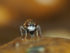 Parydra quadrituberculata