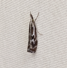 Catoptria oregonicus