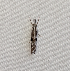Catoptria oregonicus