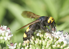 Megascolia maculata flavifrons