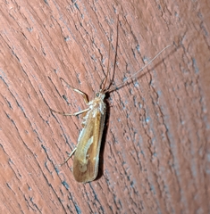 Limnephilus flavastellus