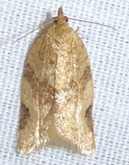 Clepsis penetralis