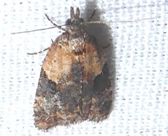 Acleris fragariana