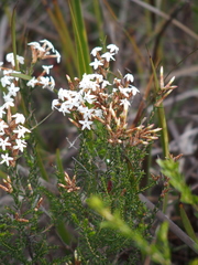 Lysinema