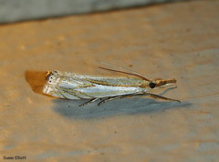 Crambus saltuellus