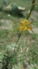 Echeandia flavescens