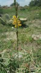 Echeandia flavescens