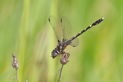 Progomphus obscurus