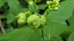 Schizomyia eupatoriflorae