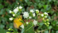 Schizomyia eupatoriflorae