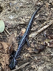 Plethodon glutinosus