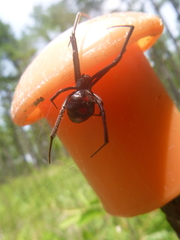 Latrodectus mactans