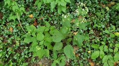 Schizomyia eupatoriflorae