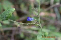 Salvia misella