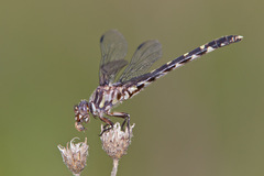 Progomphus obscurus