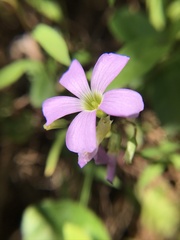 Oxalis violacea