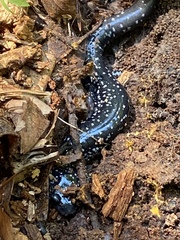 Plethodon glutinosus