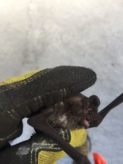 Tadarida brasiliensis