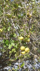 Sarcomphalus amole